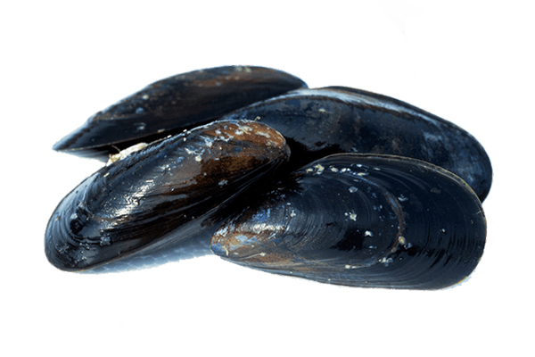 MEJILLONES NEGROS